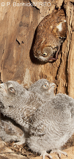 Eastern Screech-Owl b53-6-010.jpg